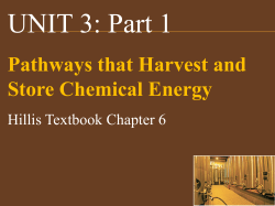 energy in cells - Pasadena High School