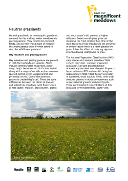 Neutral grasslands - Magnificent Meadows