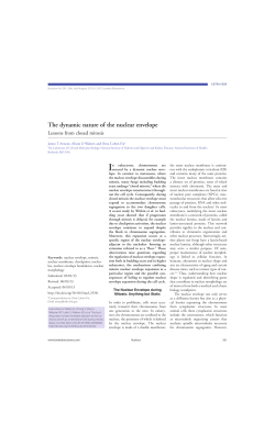 The dynamic nature of the nuclear envelope