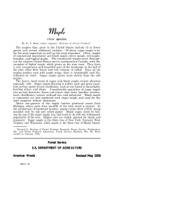 Maple (Acer Species) - Forest Products Laboratory