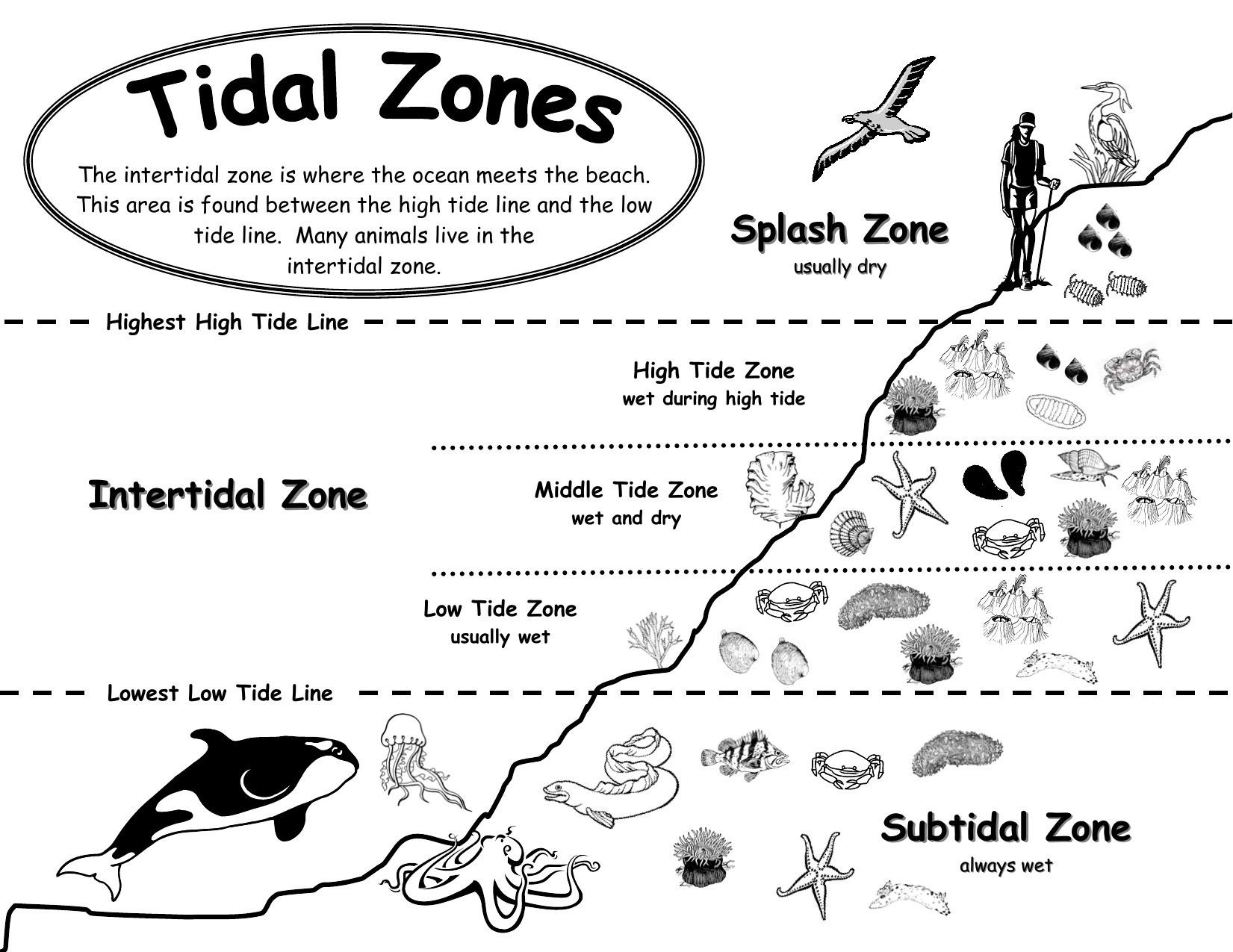Intertidal Zone Splash Zone Subtidal Zone