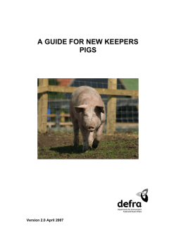 a guide for new keepers - pigs