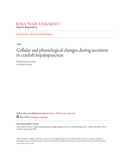 Cellular and physiological changes during secretion in crayfish