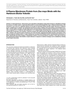 A Plasma Membrane Protein from Zea mays Binds with the