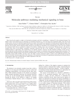 Molecular pathways mediating mechanical signaling in bone