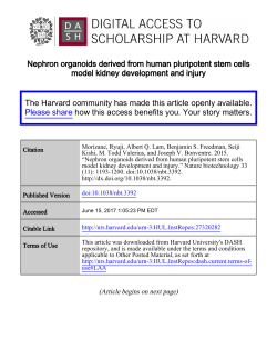 Nephron organoids derived from human pluripotent stem cells