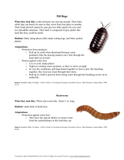 Pill Bugs - Calvin College