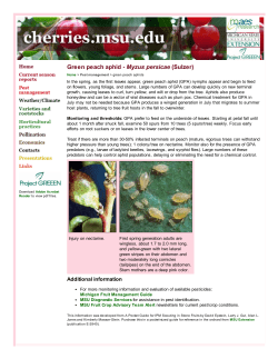 Green peach aphid - Myzus persicae (Sulzer)