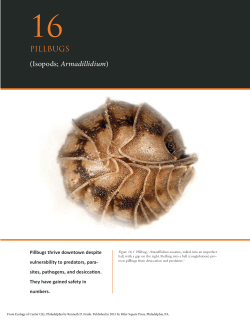 PILLBUGS - Fitler Square Press