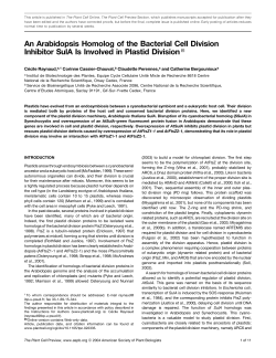 An Arabidopsis Homolog of the Bacterial Cell