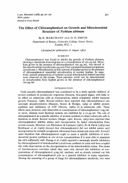The Effect of Chloramphenicol on Growth and