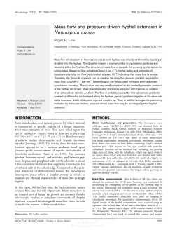 Mass flow and pressure-driven hyphal extension in