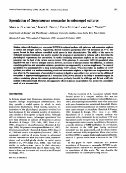 Sporulation of Streptomyces venezuelae in