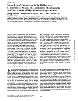 Subaxolemmal Cytoskeleton in Squid Giant Axon. I. Biochemical