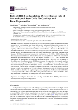 Role of RHEB in Regulating Differentiation Fate of Mesenchymal
