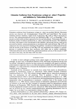 Glutamine Synthetase from Pseudomonas syringae