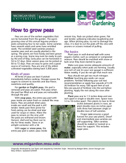 How to grow peas - MSU Extension