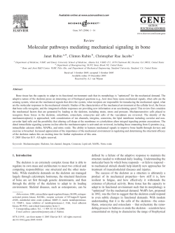 Molecular pathways mediating mechanical signaling in