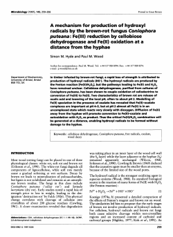 A mechanism for production of hydroxyl radicals by the brown