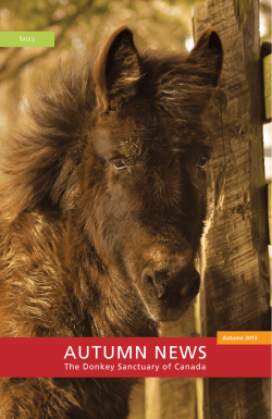 Saucy - Donkey Sanctuary of Canada