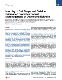 Interplay of Cell Shape and Division Orientation Promotes Robust