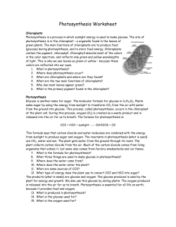 Photosynthesis Worksheet