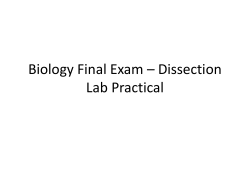 Biology Final Exam &ndash; Dissection Lab Practical