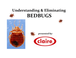 BEDBUGS
