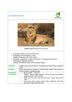 Asiatic Lion - India`s Endangered