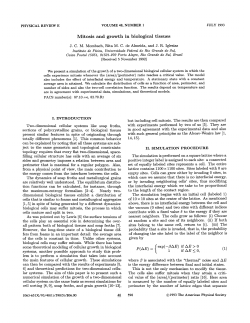 Mitosis and growth in biological tissues