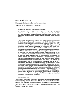Sucrose Uptake by Pinocytosis in Amoeba proteus