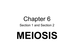 Meiosis 1
