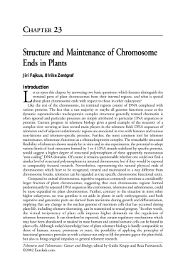 Structure and Maintenance of Chromosome Ends in Plants