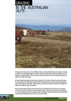 Grazing in the Australian Alps (PDF &ndash; 425KB)