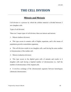 THE CELL DIVISION