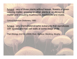 fungus - any of those plants without leaves, flowers or green coloring