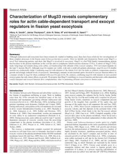 Characterization of Mug33 reveals complementary roles for actin