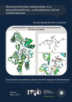 Structure-function relationships in a glycosyltransferase, a