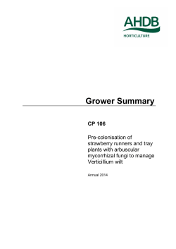 Pre-colonisation of strawberry runners and tray plants with