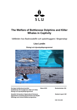 The Welfare of Bottlenose Dolphins and Killer Whales