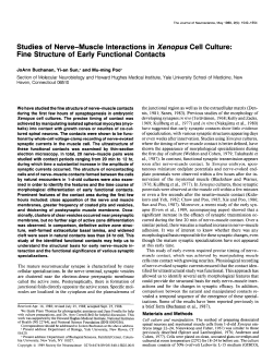 Studies of Nerve-Muscle Interactions in Xenopus Cell Culture: Fine