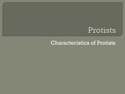 Characteristics of Protists