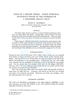 food of a killer whale: eagle sting