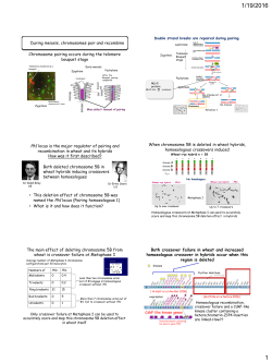 During meiosis, chromosomes pair and recombine Chromosome