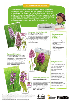 Get to know your orchids