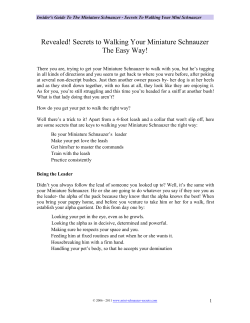 Secrets to Walking Your Miniature Schnauzer The Easy Way!