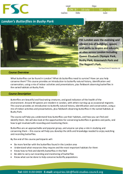 London`s Butterflies in Bushy Park