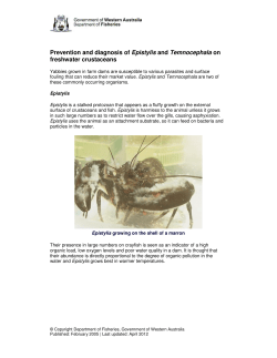 Epistylis and Temnocephla