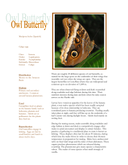 Owl butterflies