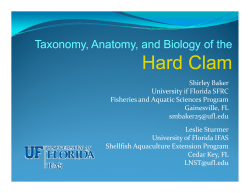 Taxonomy, Anatomy, and Biology of the Hard Clam